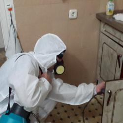 Дезинфекция от муравьев в квартире в Богдановиче